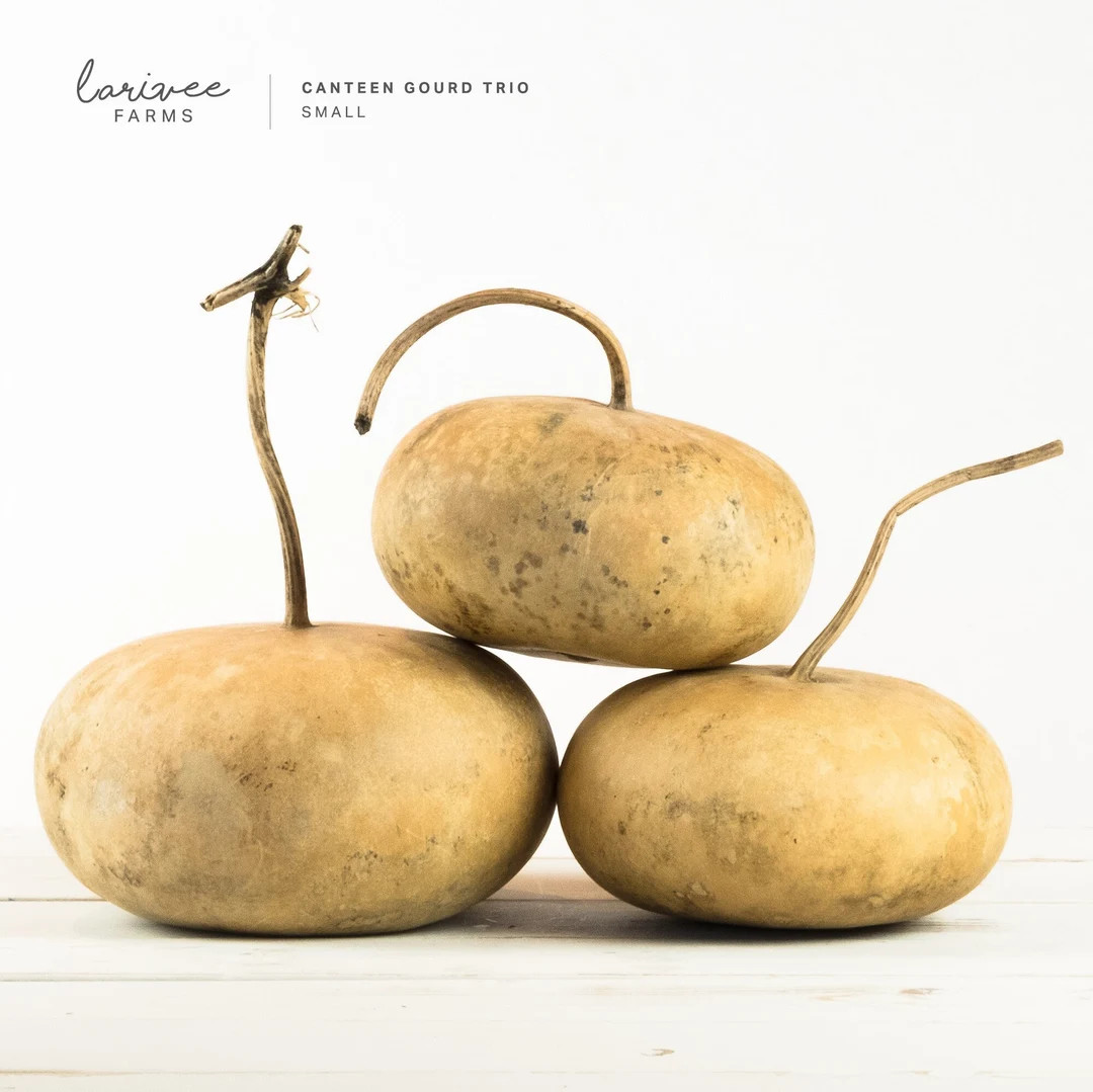 Small Canteen Gourd Trio - Etsy | Etsy (US)