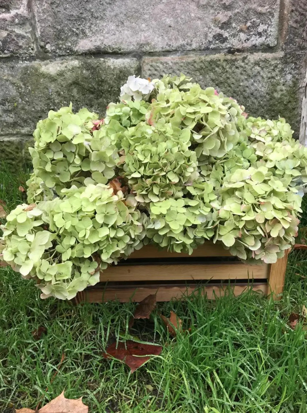 Dried Hydrangea Flower Heads Sold in Bunches of 3 - Etsy | Etsy (US)