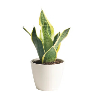 Costa Farms Indoor Snake Plant Sansevieria Grower's Choice House Plant in 4-inch Décor Pot | Wayfair North America