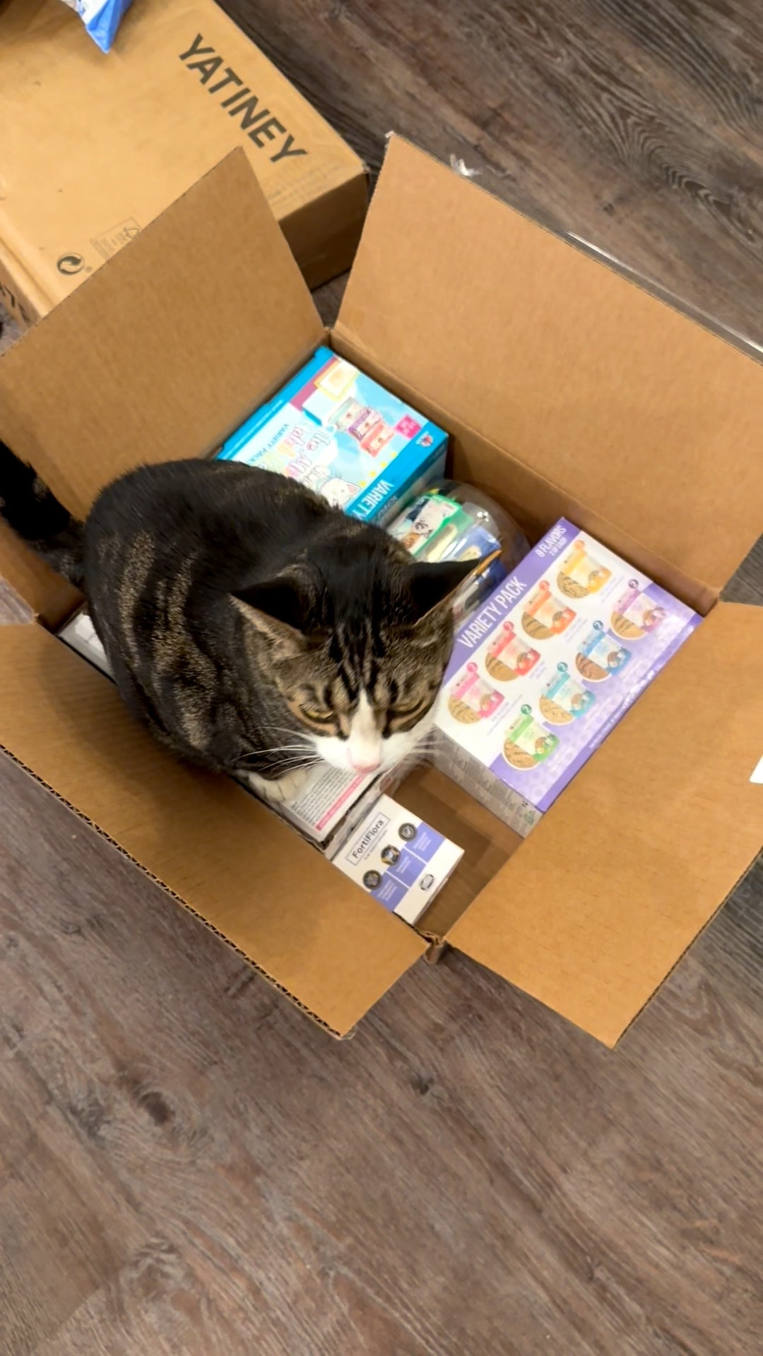 Louis inspects our latest Chewy order 📦 the cats love it when we get Chewy orders because they get a great box along with their favorite pet supplies and cat foods!

#LTKFindsUnder100 #LTKPets #LTKFamily