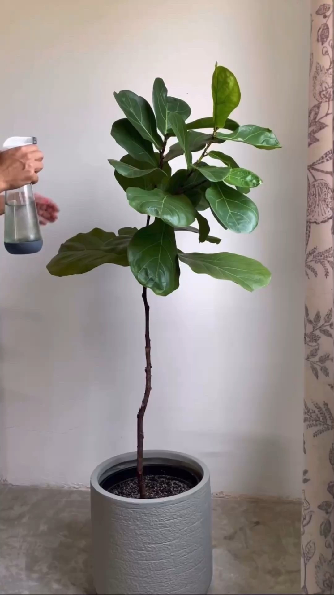 Plant parent must have 

#LTKHome #LTKCyberWeek #LTKGiftGuide