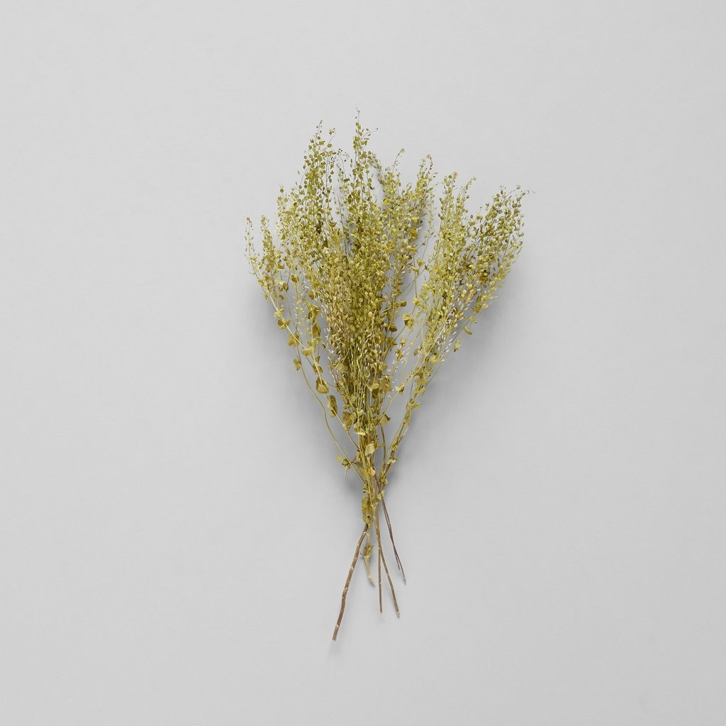 Dried Pepper Grass | Bloomist