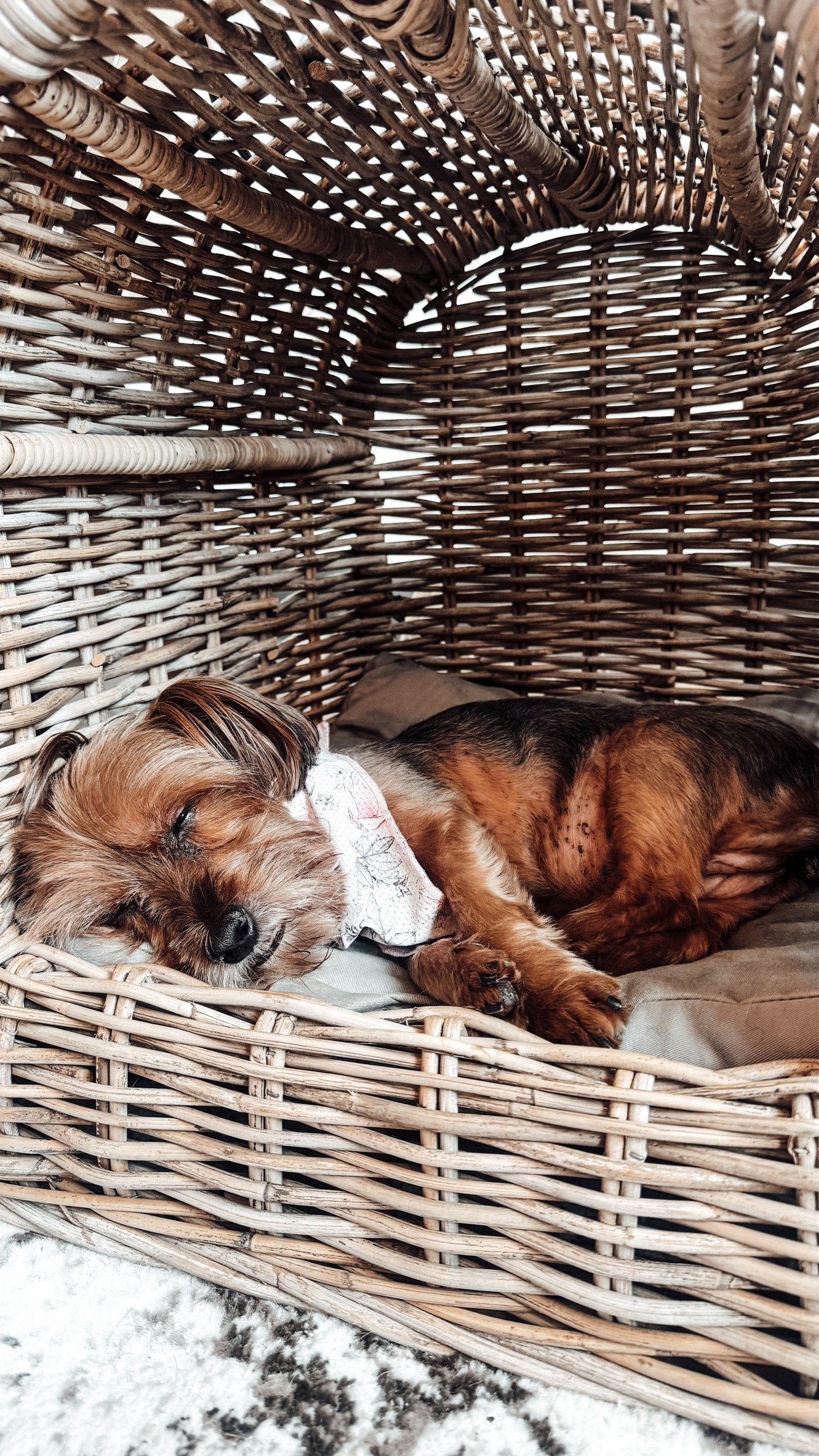 Apartment therapy: wicker dog canopy bed. Scroll to shop. 

 #LTKdayinmylife #LTKSeasonal #LTKHome