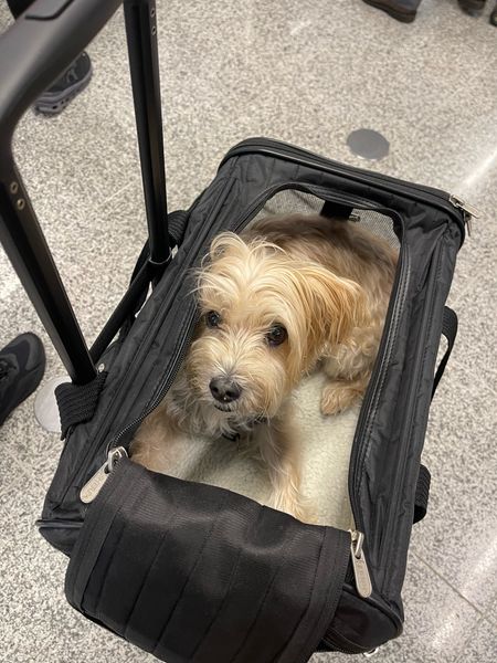 Best pet carrier for travel! My dog is 12 pounds and fits in the medium 

#LTKTravel