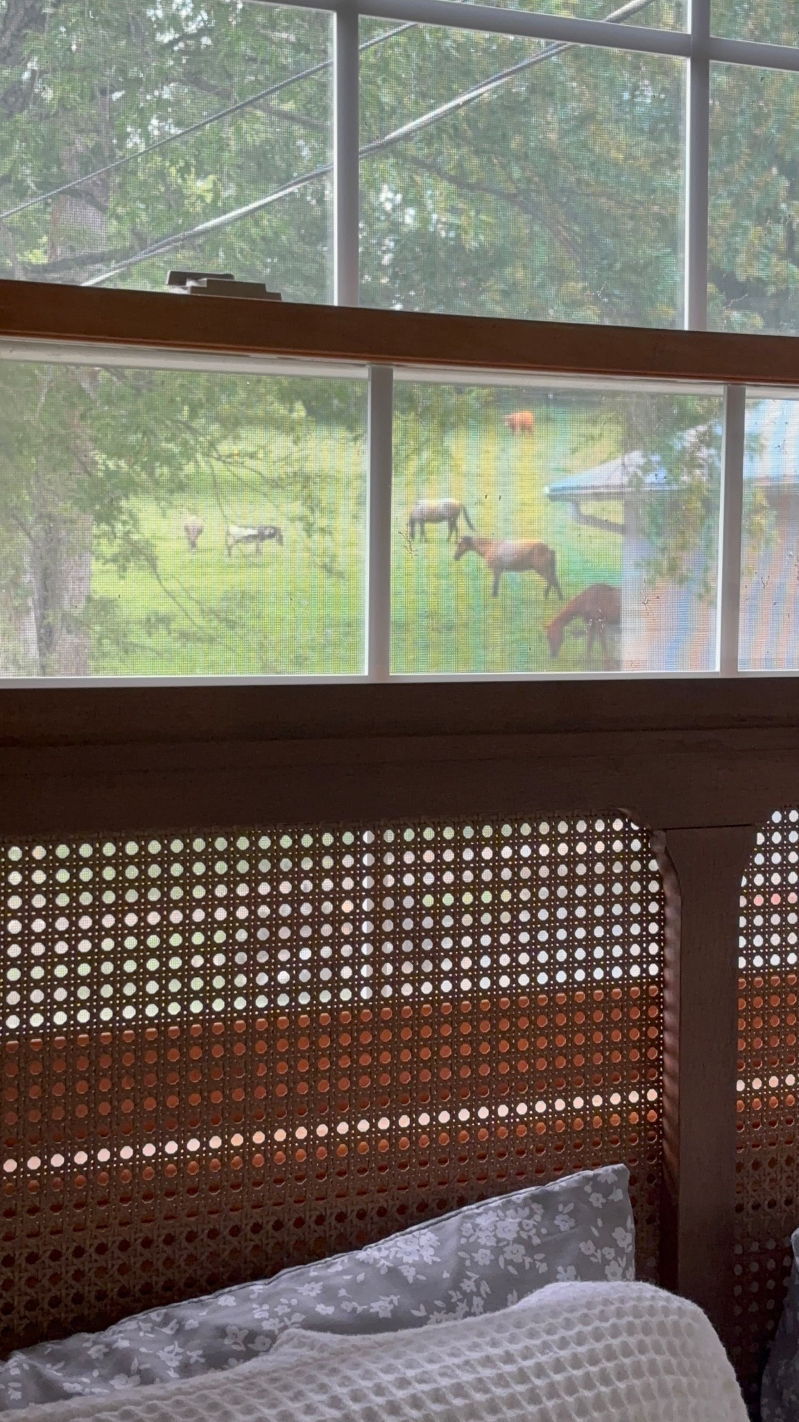 Will never be over this bedroom view 🥹

#LTKPets #LTKHome #LTKFamily