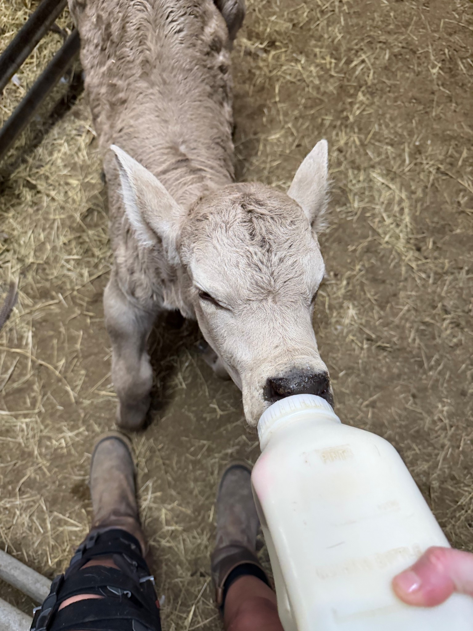 Things to have on hand with an orphan calf. 

#LTKHome #LTKstorytime