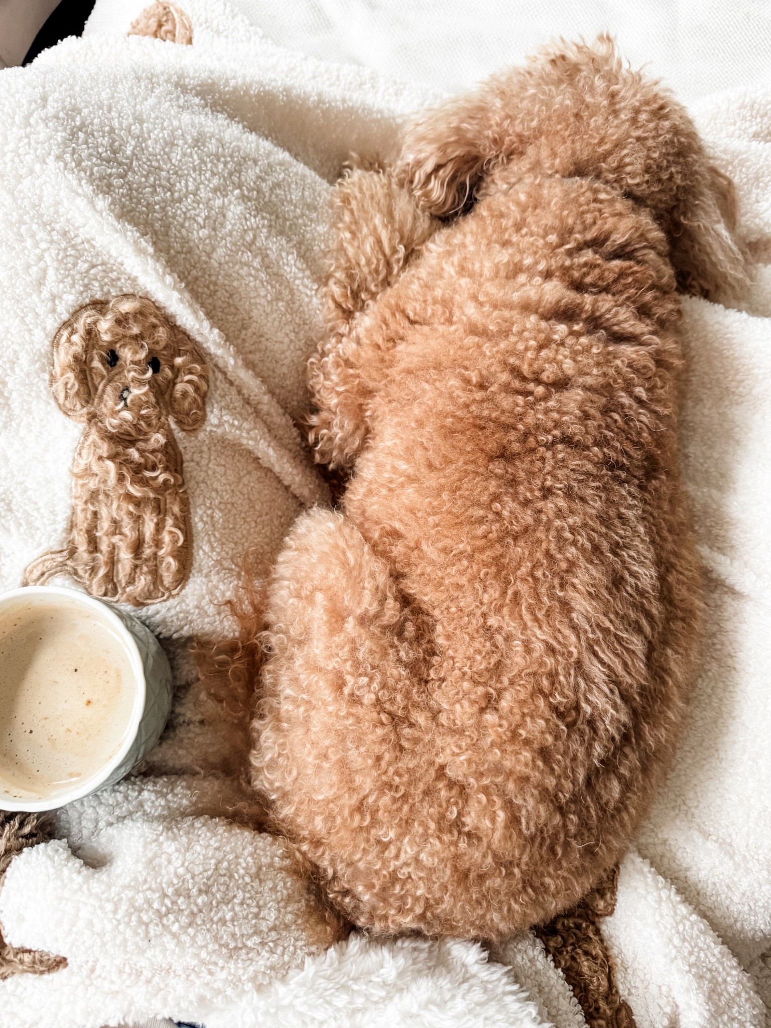 The perfect blanket for poodle/doodle owners is this 🫣🤍 #poodle #doodle #blanket #cozyseason #next 

#LTKFindsUnder50 #LTKPets #LTKHome