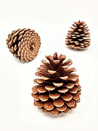 Unscented Pine Cones Large for Crafts - 12 Pinecones Bulk - Natural Ponderosa Pine Cone! | Amazon (US)