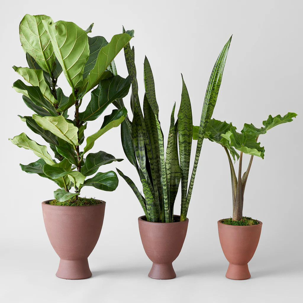 Abelia Footed Ceramic Planter in Bordeaux | Bloomist