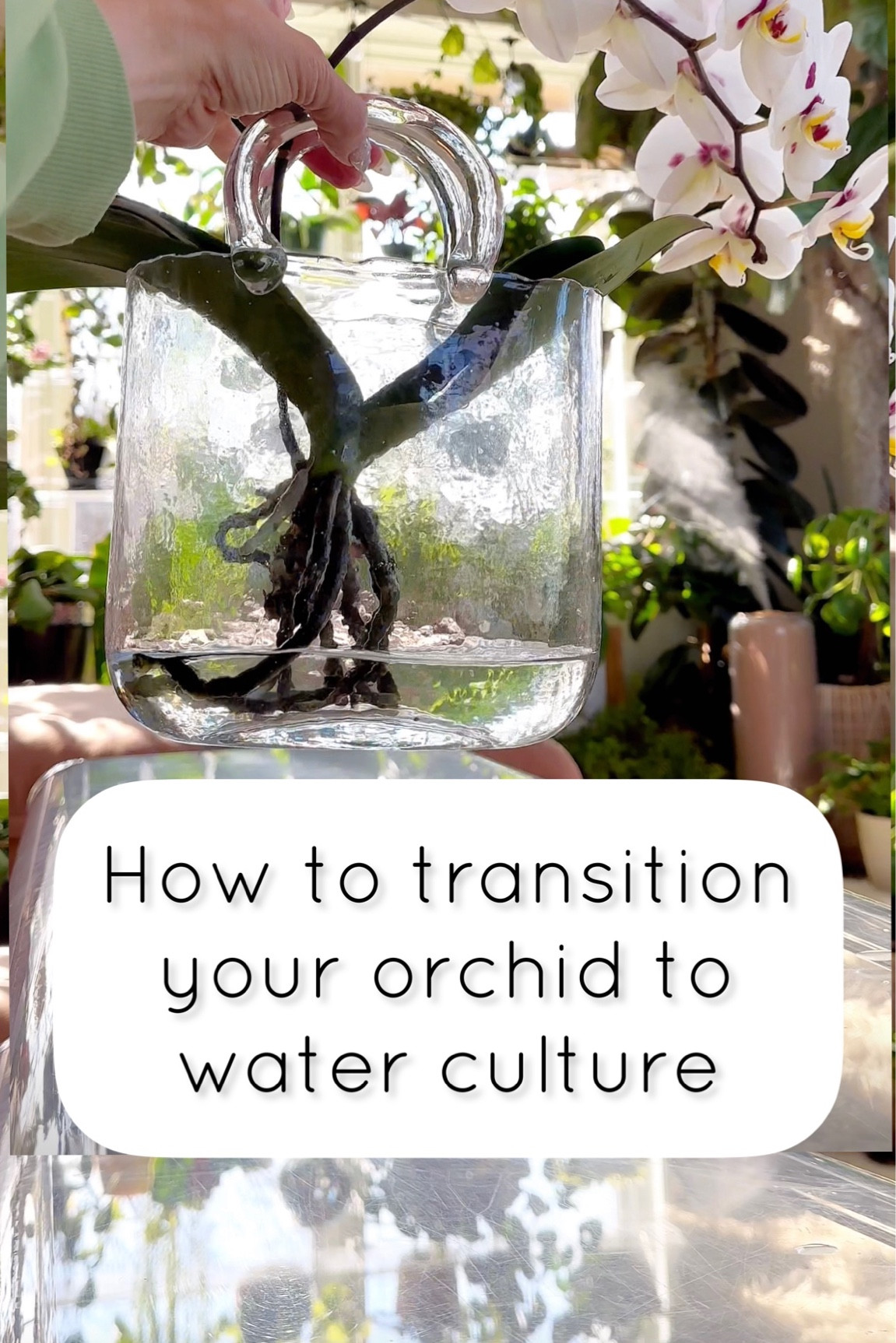 At Home houseplant finds

#LTKSeasonal