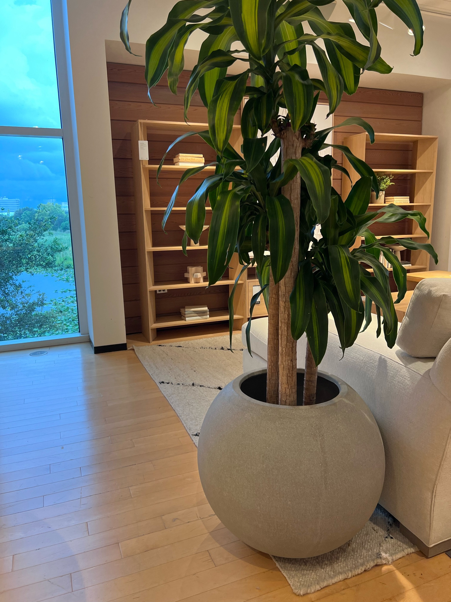 Organic modern planter, perfect for any living space.

Planter, living room, organic modern decor, crate and barrel decor, modern organic, home decor, home style, 

#LTKFind #LTKhome #LTKstyletip