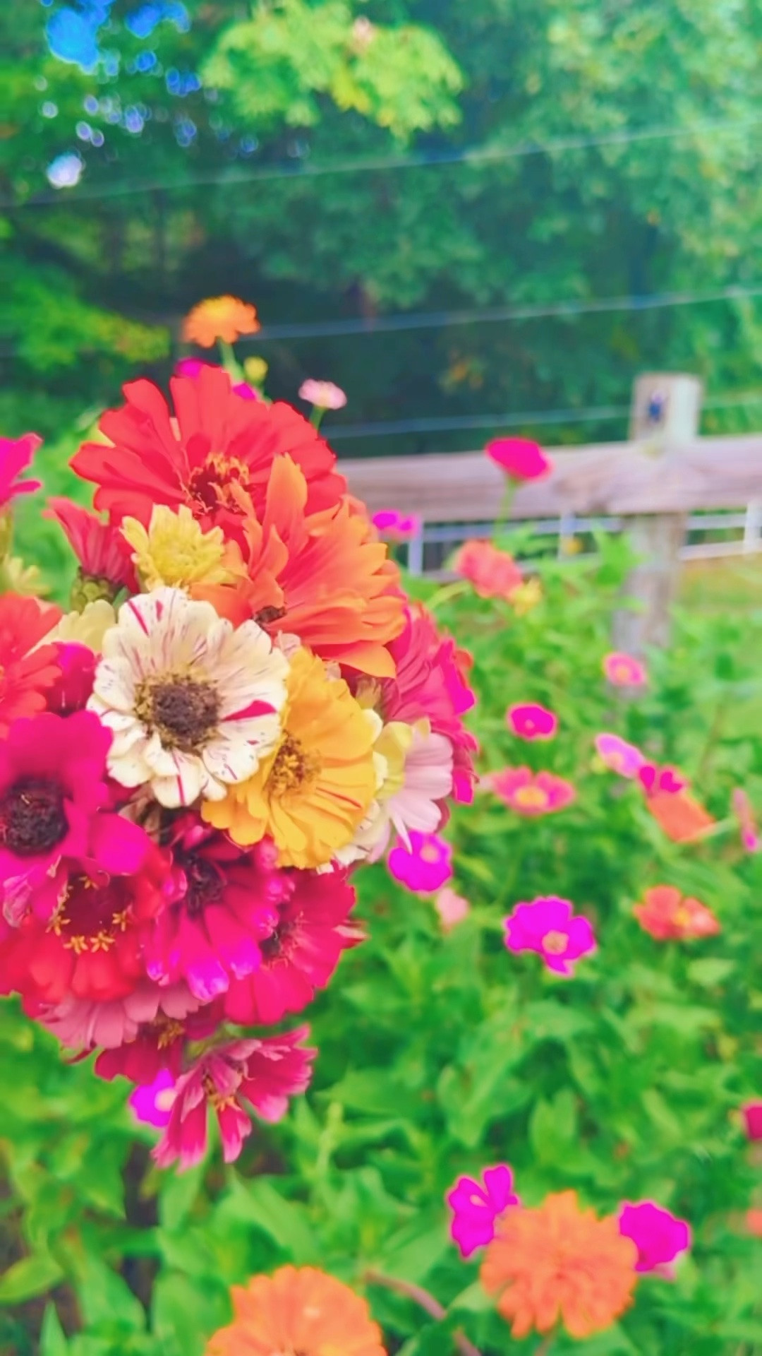 Come along with me to pick some happy lil’ homegrown flowers to fill the farmhouse with this gorgeous september sunday afternoon!!! 💐☀️🤠🎃🌾🪴🌼🫙🌸👩‍🌾