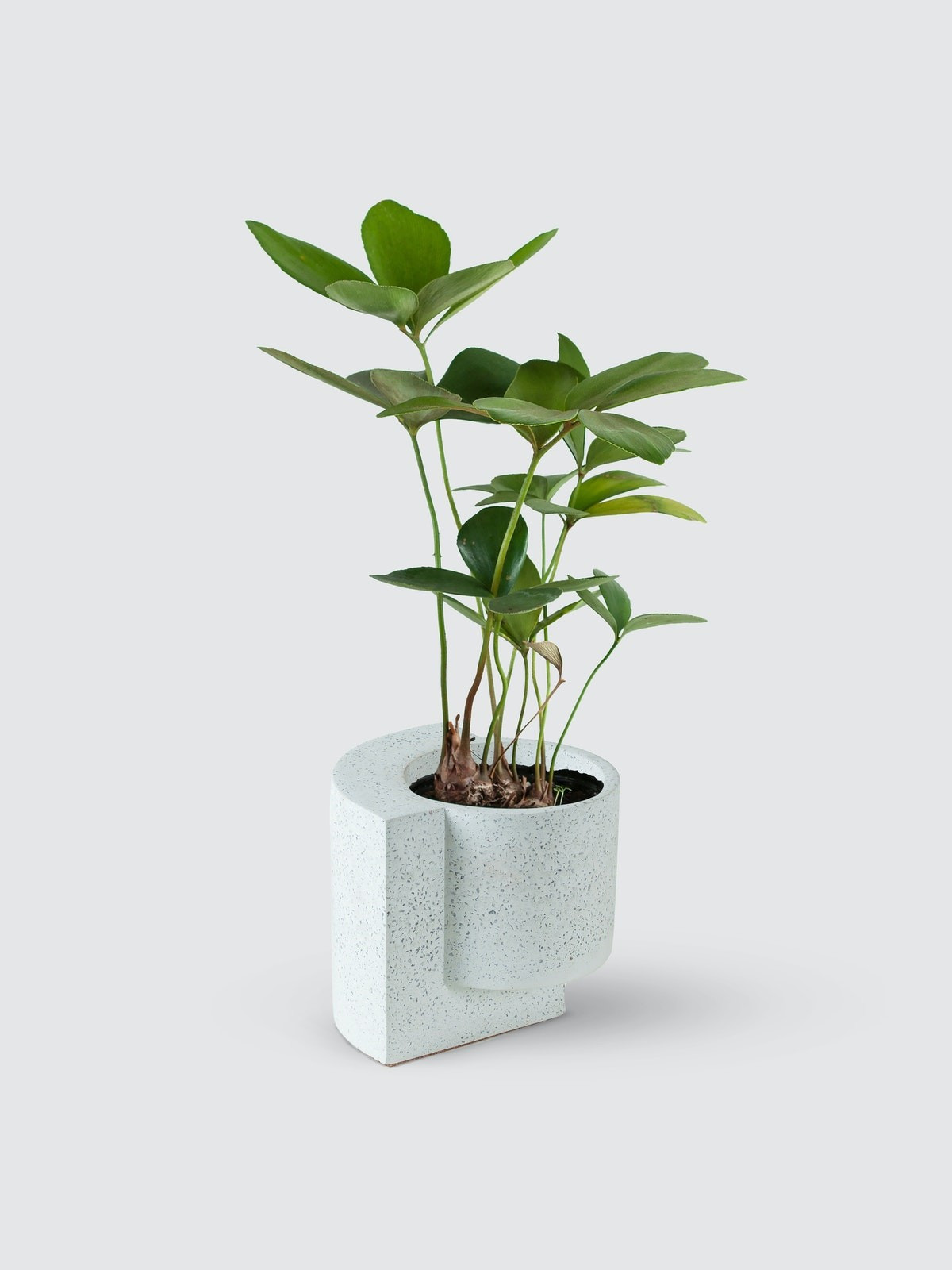 Platform Planter | Verishop