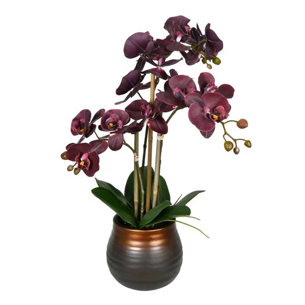 Phalaenopsis Floral Arrangement in Pot | Wayfair North America