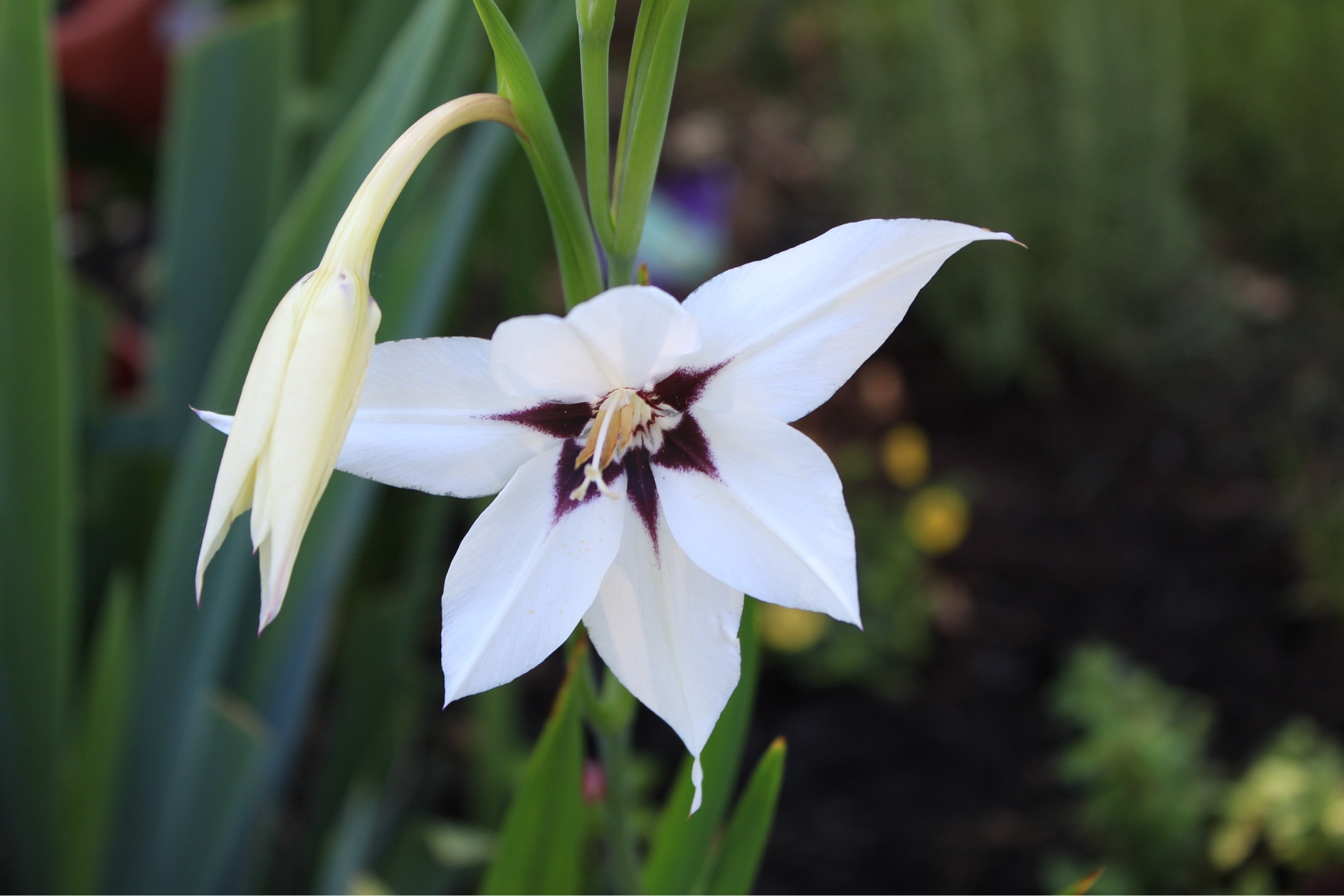 🌸 Acidanthera Magic! 🌸
Also known as Peacock Orchid, this elegant flower adds a dreamy, vintage touch to any garden. With its star-shaped white blooms and deep purple throat, Acidanthera brings late-summer fragrance and serious romantic vibes to your flower beds or containers.

✨ Easy to grow
✨ Gorgeous cut flower
✨ Blooms late summer into fall

I planted mine and wow — they’re even more beautiful in person! Grab your own bulbs from my Amazon storefront and bring a little garden magic to your space 🌿💖
#Gardening #Acidanthera #PeacockOrchid #CottageGarden #FragrantFlowers #AmazonFinds #GardenGlowUp #FlowerAddict


#LTKSeasonal #LTKHome #LTKFindsUnder50
