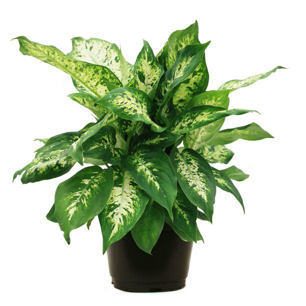 Costa Farms Live Indoor 12in. Tall Multicolor Dieffenbachia, Indirect Sunlight, Plant in 6in. Gro... | Walmart (US)