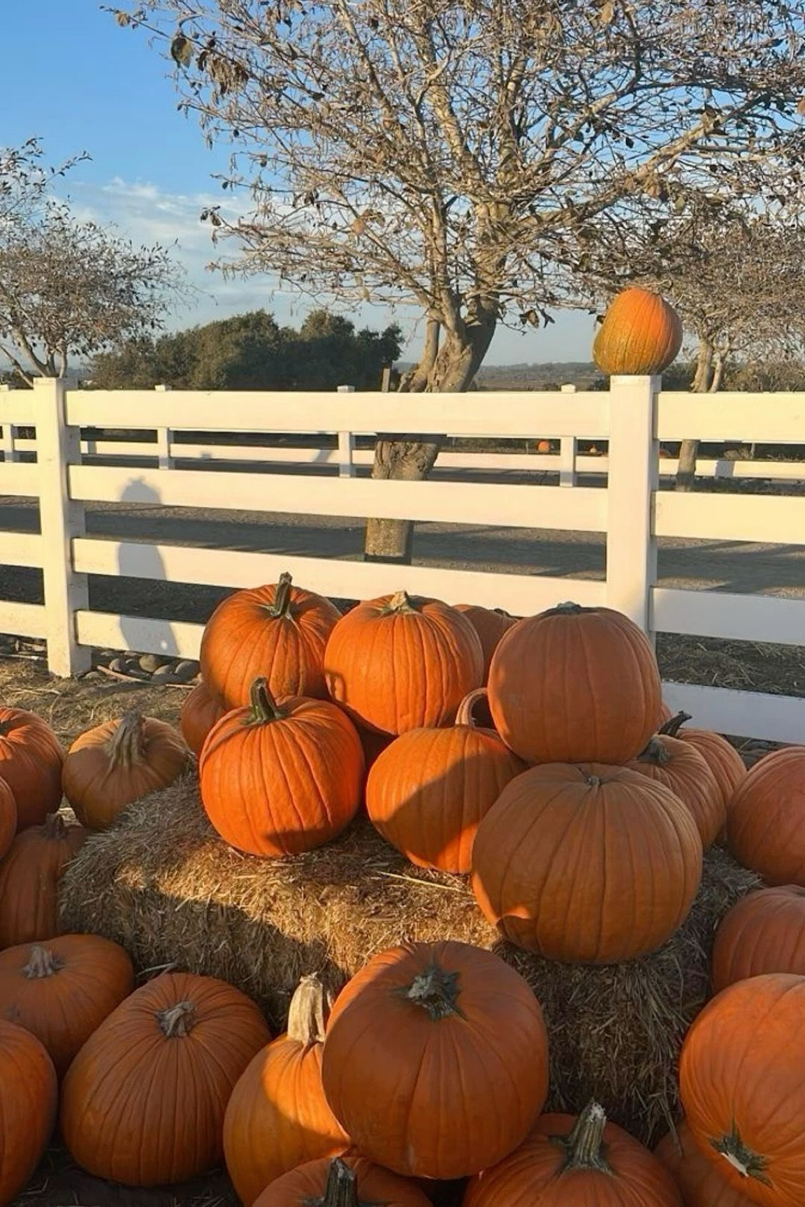 Day 4 of october fits 🍂🫶🏼🎃
