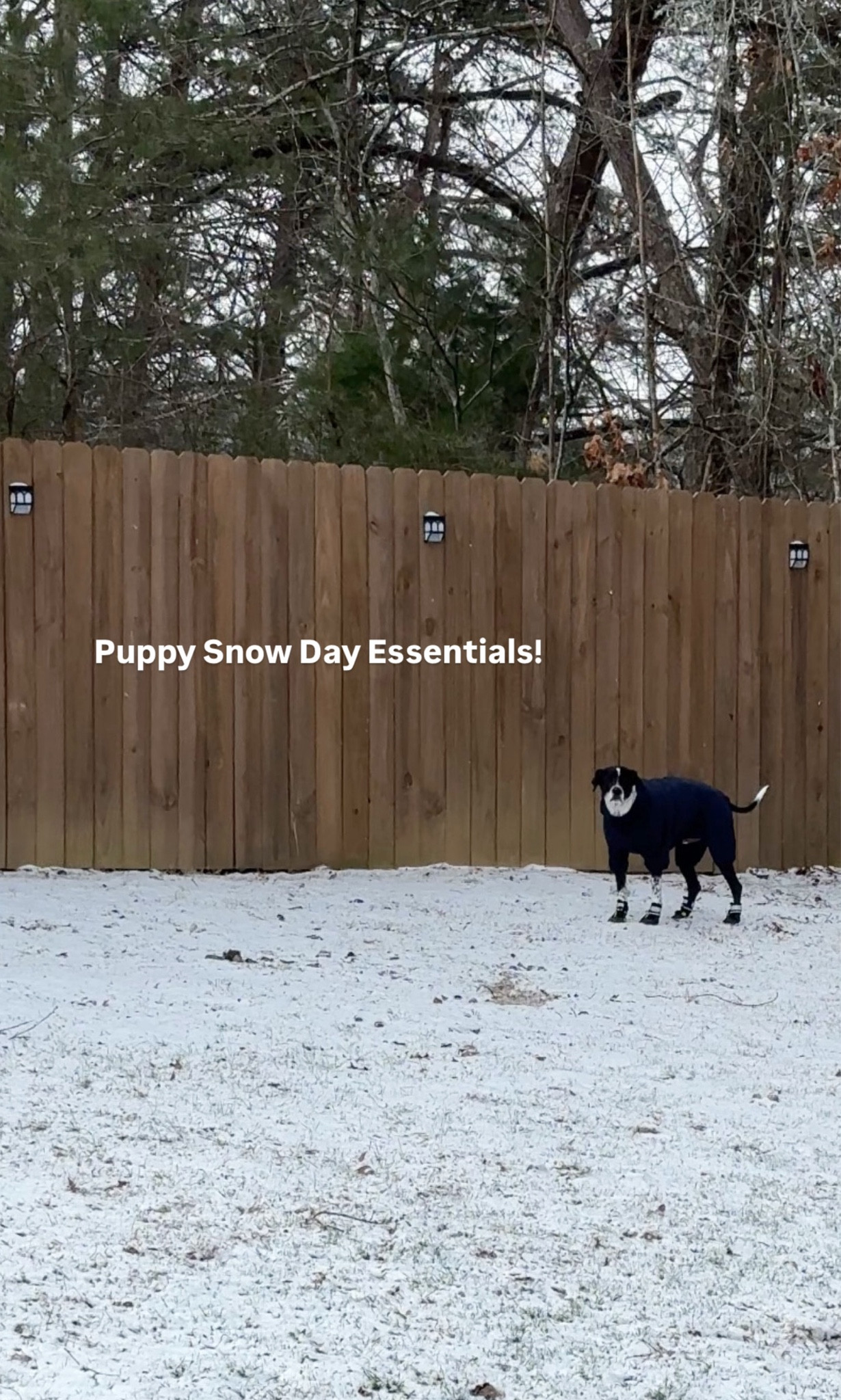 These saved my dogs during our snow day! No ice burned paw pads. My lab is wearing shoe size 8, and the other is wearing size 7! 2XL in fleece jacket. @amazon
#snowdayoutfit #snowoutfit #winteroutfit #dogessentials #petessentials #snowessentials

#LTKmomlife