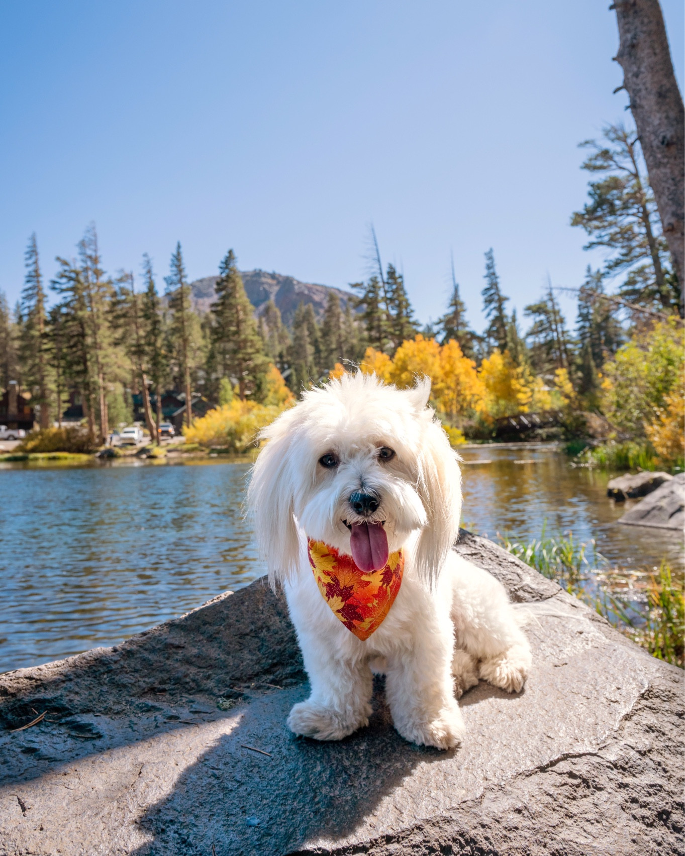 Dog bandana for every occasion  from our favorite local vendor 143RandTBoutique. 
Find it in their Etsy store

#dogbandana #dogmom #giftfordoglover #LTKDog #LTKPet

#LTKSeasonal #LTKHoliday #LTKGiftGuide
