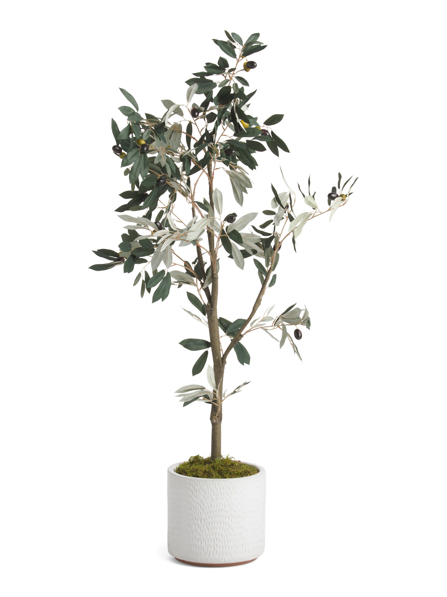 4ft Dusty Olive Tree In Glazed Pot | Plants & Planters | Marshalls | Marshalls