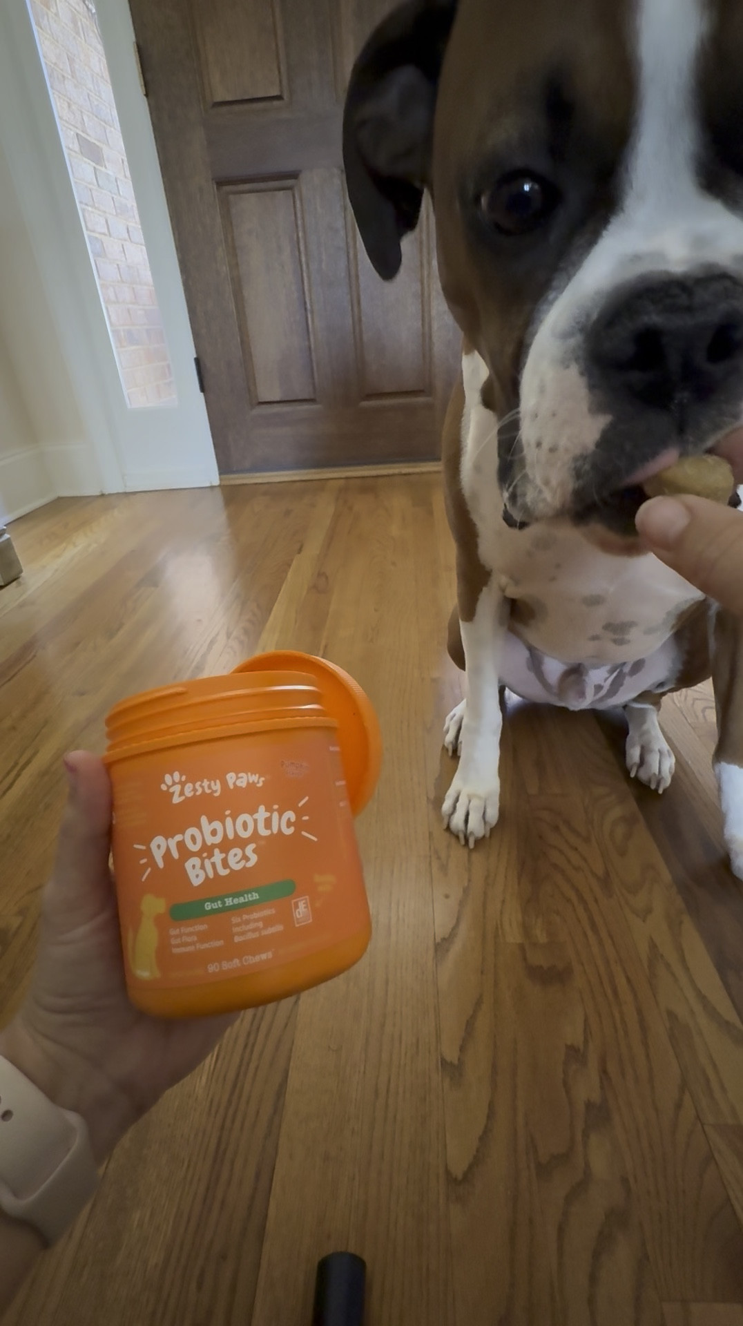 My boxer, Bruno, loves his Zesty Paws Probiotic Chews. These will help with his gut health.  
They’re pumpkin flavor and he loves them.

#LTKPets #LTKFindsUnder50 #LTKWatchNow