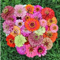 Zinnia Flower Mix - Variety Of Colors Cut Flowers Elegans 20 Seeds | Etsy (US)
