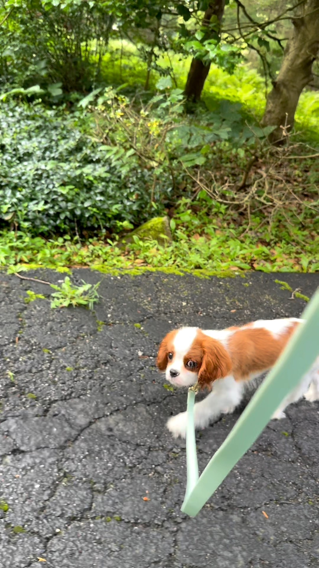 Sunny Tails all day everyday. Love being hands-free more than anything! This 4in1 leash is stylish and functional ❤️

#LTKPets