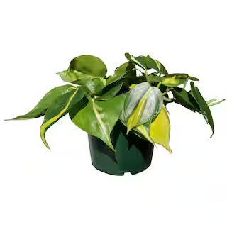 12 Cm. Birkin Philodendron Plant in Ceramic Pot | The Home Depot