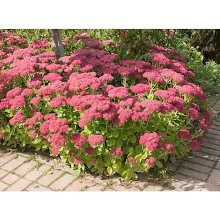 1 Gal. Autumn Joy Stonecrop Shrub With Large Fall-Blooming Pink Flowers | The Home Depot