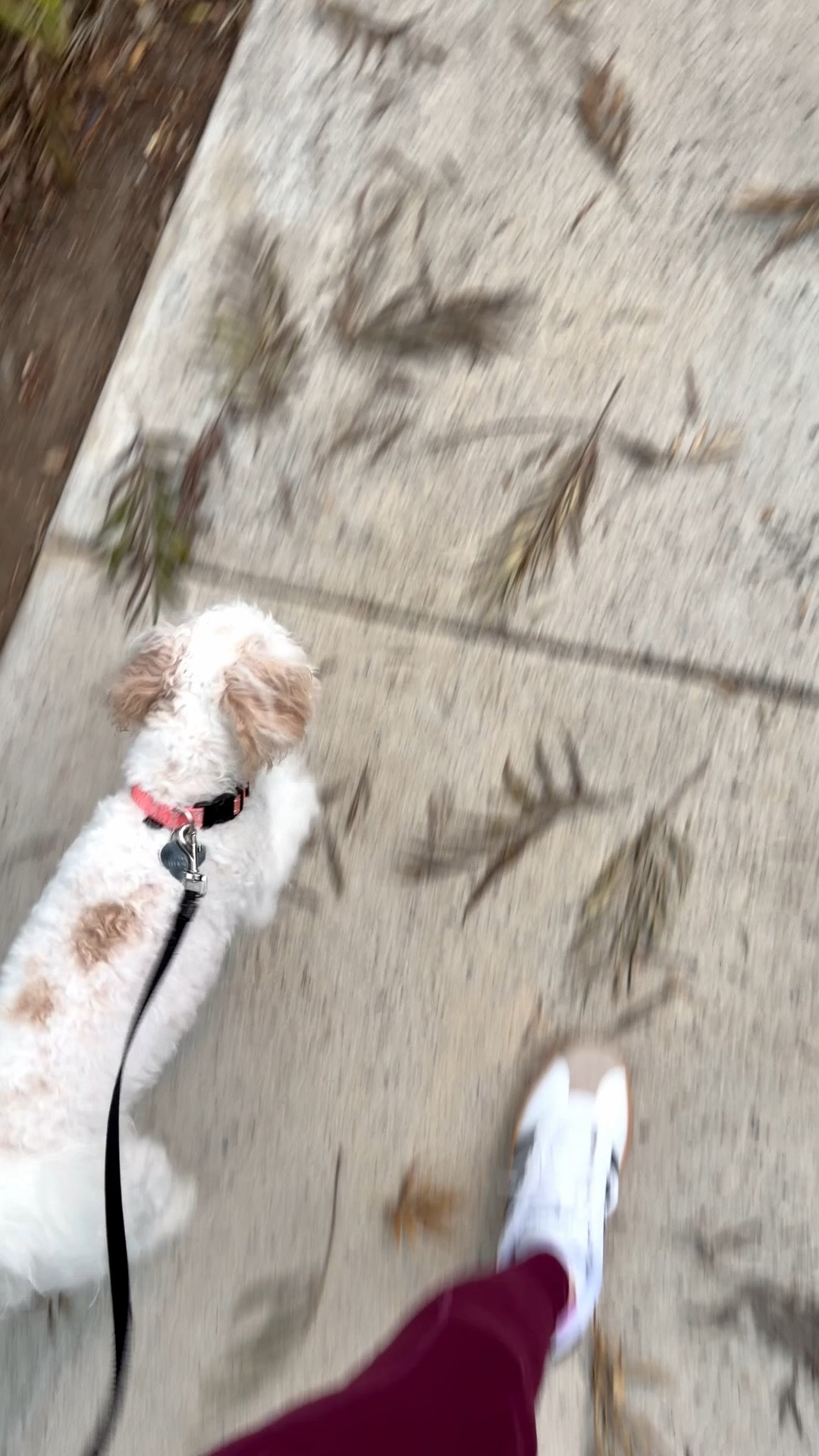 One of my favorite parts of my day is my morning walks with my fur baby. I get to breathe in the fresh morning air, catch the morning sunrise to start my day. My walks aren’t long but it’s a great way to get outside.
#morningwalk




#LTKdayinmylife #LTKmorningroutine #LTKOver40