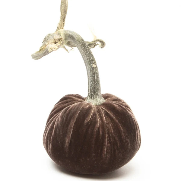 NEW Espresso Silk Velvet Pumpkin | Hot Skwash
