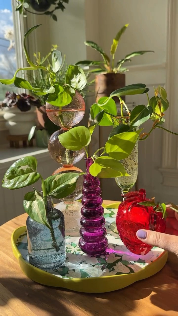 Pretty propagations are my favorite thing! And, if you love thrifted colored glass then this propagation setup is for you! 

houseplant propagation | thrifting | recycle and repurpose | plant styling

#LTKHome