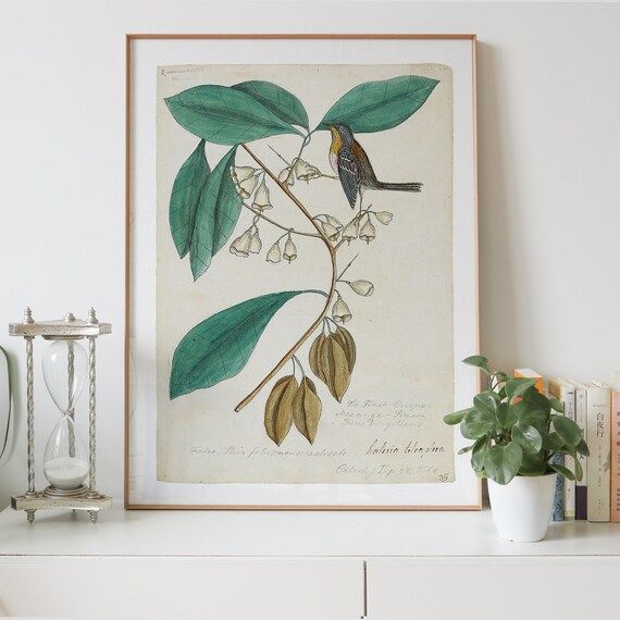 The Finch-Creeper, Vintage Bird and Botanical Prints, Digital download printable wall art print f... | Etsy (CAD)