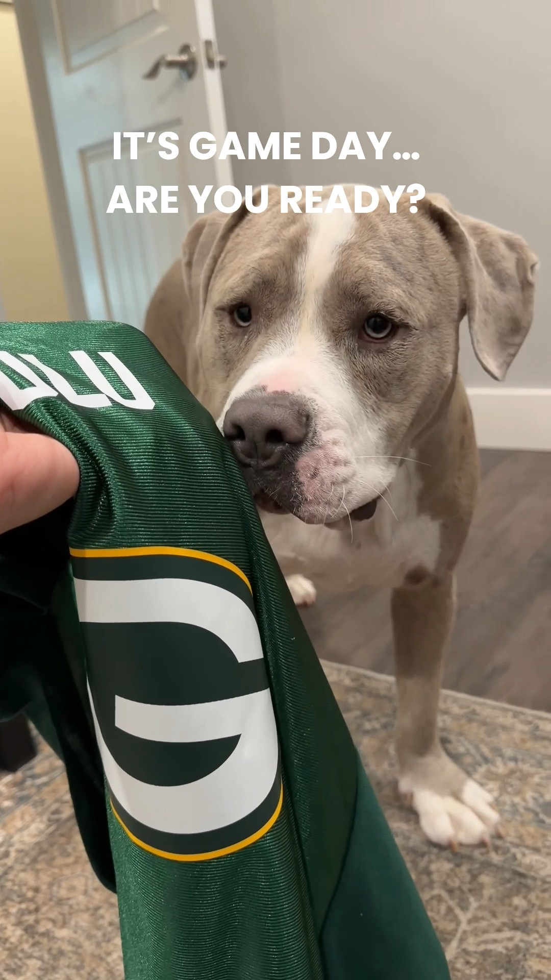 Lulu got her first Green Bay Packers jersey and it’s personalized with her name 🧀💚💛 — truly the cutest thing ever! We paired it with this Packers puzzle toy and filled it with her favorite treats for some easy at-home enrichment. Perfect for game day, reactive pups who need mental work, or any dog who loves a good challenge. Linking both because they’re must-haves for every dog parent + football fan! 🐾🏈

#LTKGiftGuide #LTKPets #LTKvlog