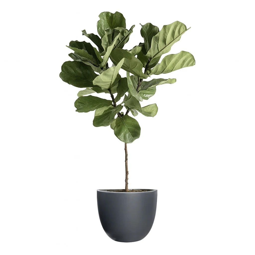 Dorlis Handmade Pot Planter | Wayfair North America