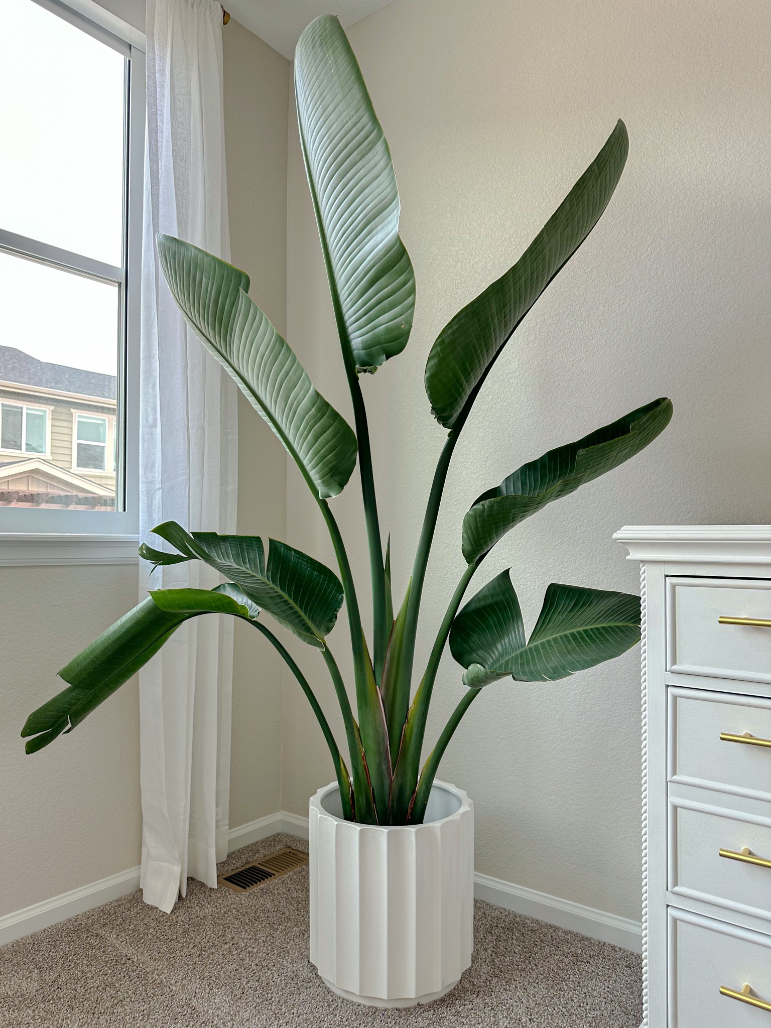 Cute neutral planter on sale at Target 

#LTKFind #LTKsalealert #LTKhome