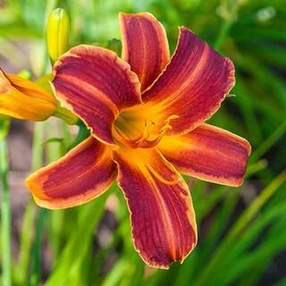 Spring Hill Nurseries EveryDaylily Red Ribs Daylily (Hemerocallis), Live Bareroot Plant, Red-Yell... | The Home Depot