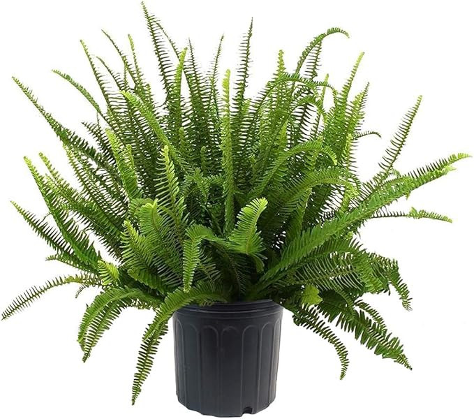 Shrub Kimberly Queen Fern, 10 inch, Deep Green Foliage | Amazon (US)