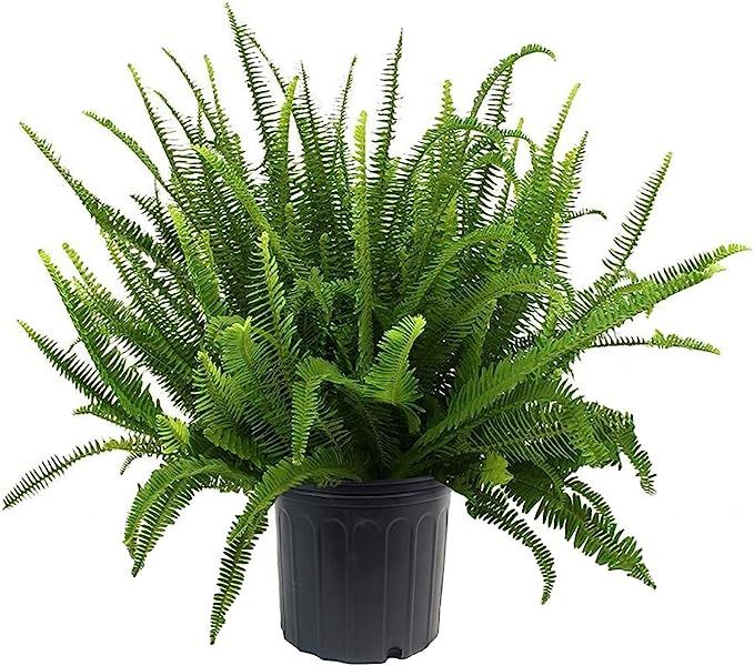 Shrub Kimberly Queen Fern, 10 inch, Deep Green Foliage | Amazon (US)