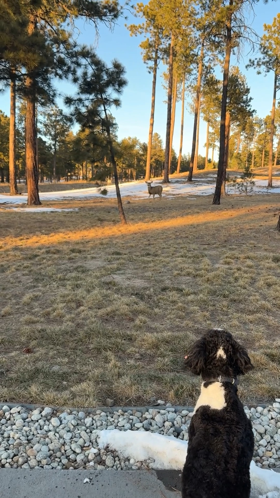 We have a heard of elk in the area and it’s always so magical when they come through. You can see everyone was excited!

#LTKHome #LTKdayinmylife #LTKmomlife