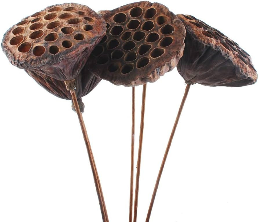 NWFashion 10PCS/Package Artifical Dried Brwon Lotus Pods with Stems(8-10CM) … | Amazon (US)
