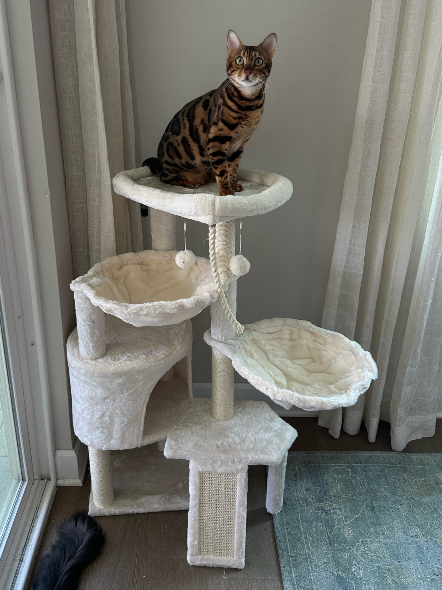 41 inch cat tree tower 


WANG Xin Three Layer Cat Tree with Cat Condo Scratch Pad and Two Hammocks,Beige

#LTKStyleTip #LTKU #LTKHome