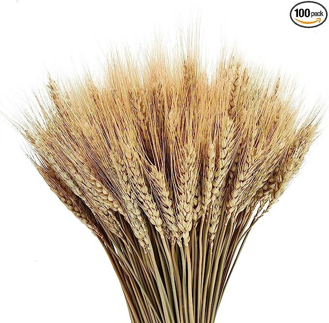 YoleShy Dried Wheat Stalks, 100 Stems 100% Natural Wheat Decor for Home Kitchen Christmas Wedding... | Amazon (US)