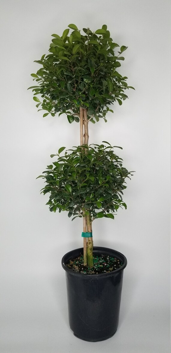 Eugenia 2 Ball Topiary in 7 Inch Pot Live Plant Eugenia Myrtifolium Beautifully Pruned Outdoor To... | Etsy (US)