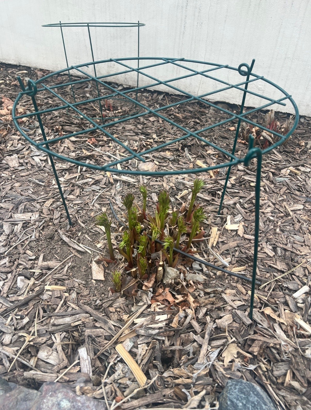 Peony ring…an easy way to support your beautiful peonies as they get bigger! 



#LTKU #LTKSeasonal #LTKHome