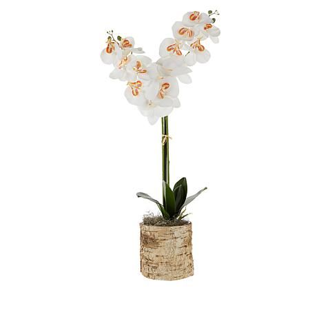 Joy by Joanna Buchanan Orchid in Birch Vase - 20395826 | HSN | HSN