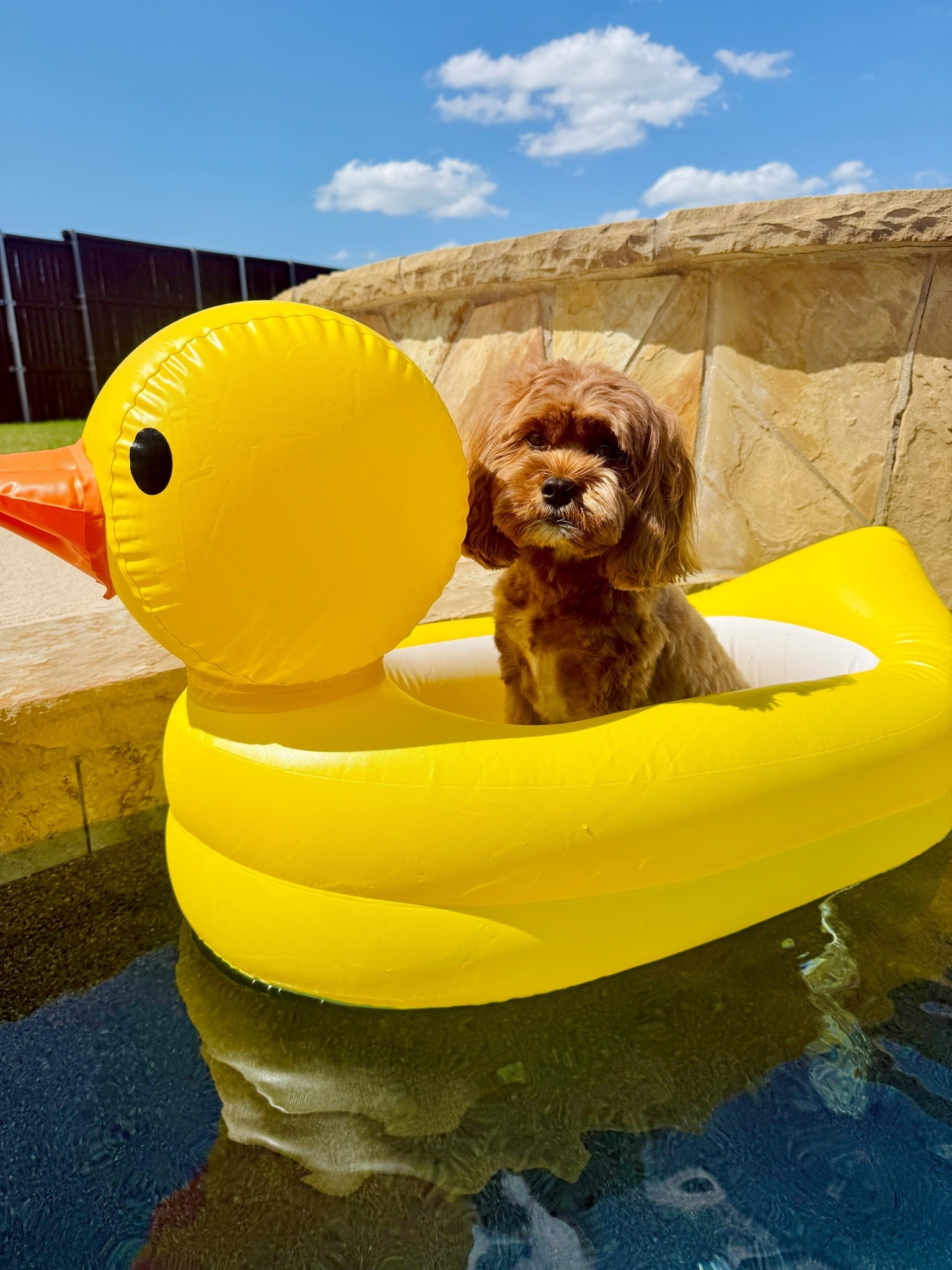 When you want to be in the pool but not in the water, your mom orders a rubber ducky baby bath so you can stick by her side at all times!

Please note: I did stabilize her and stayed with her while she was on the float.

#LTKSwim
