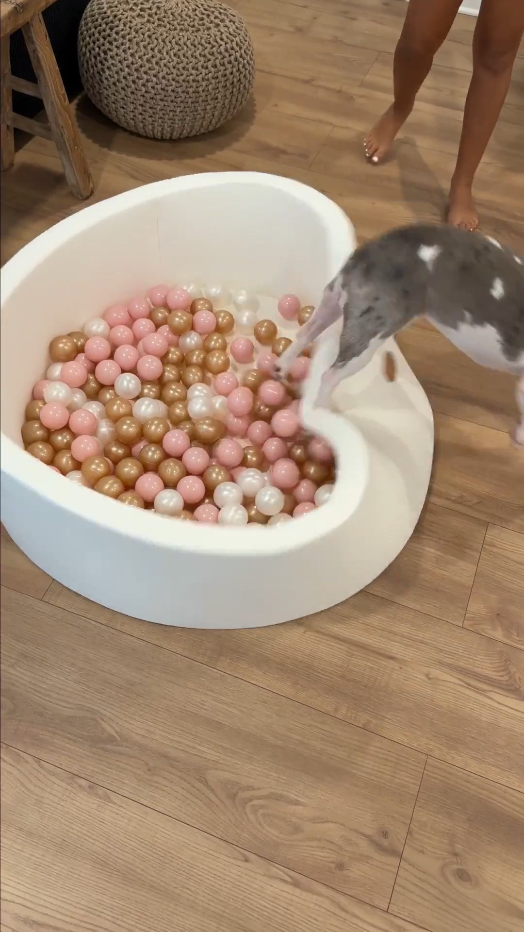 Scroll to shop! ✨ Dog must-haves. Everything is linked below.👇🏾

Desliza para comprar. ✨ Imprescindibles para perros.

📲 Download the free LTK app & follow me @kirasfashionfinds to shop all my daily finds.

#LTKHome #LTKmomlife #LTKdayinmylife