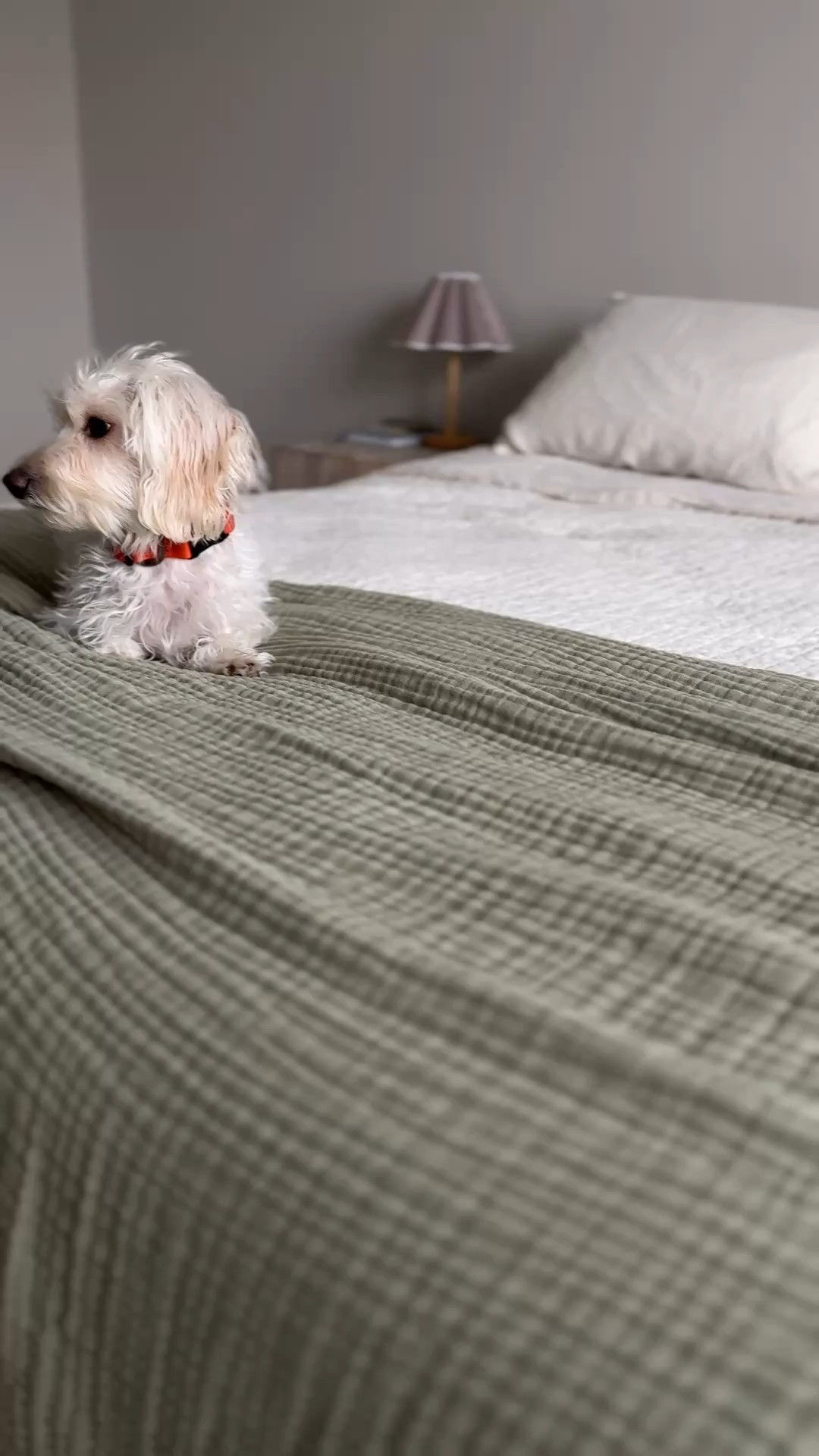 slow, quiet moments at home feel even sweeter this time of year… the robe waiting after a warm shower, the soft blanket that somehow makes every afternoon cozier, the little corner where i sit to breathe and reset ♥️ naturepedic has a way of making everyday rituals feel thoughtful and elevated.

their holiday gifts under 180 collection is full of pieces that look beautiful in your home and are made with organic, safer materials that last. the meditation pillow, the muslin blanket, and the cotton robe have become some of my favorite simple luxuries… timeless gifts that feel meaningful without the noise.

@naturepedic
#naturepedic #holidaygiftguide #giftsunder180 #luxuryforless #organicluxury

#LTKGiftGuide #LTKHoliday #LTKHome