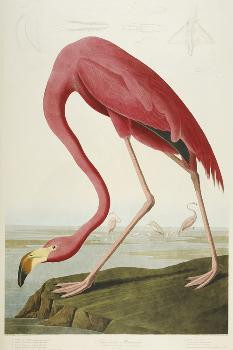 American Flamingo, from 'The Birds of America' | Art.com